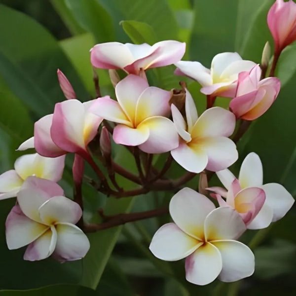 Plumeria chompoo paan - Singola punta