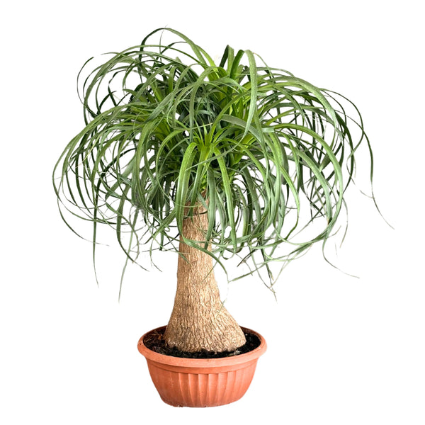 Beaucarnea (Ponytail Palm) height 55 cm