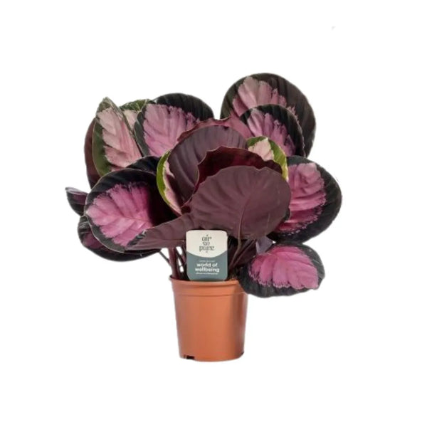 Calathea Ros. Crimson Ø 12 Vase en plastique