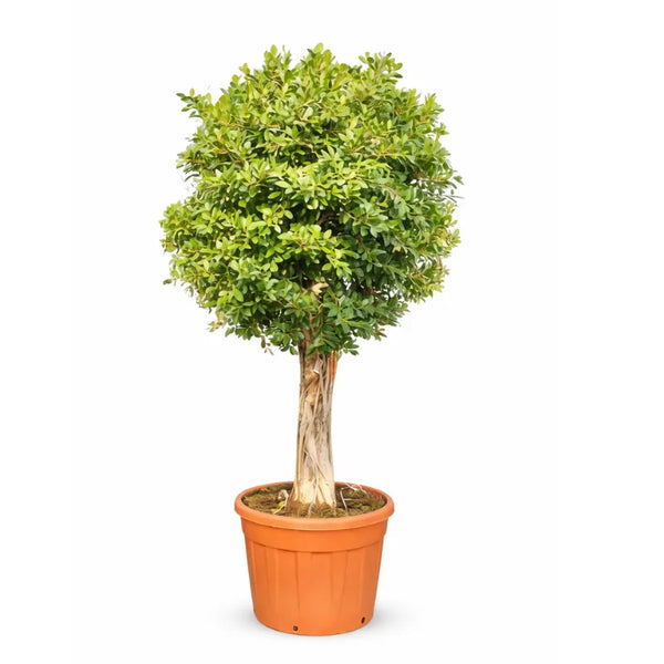Ficus nitida im Pflanzkübel D.69, H. 270/300 cm