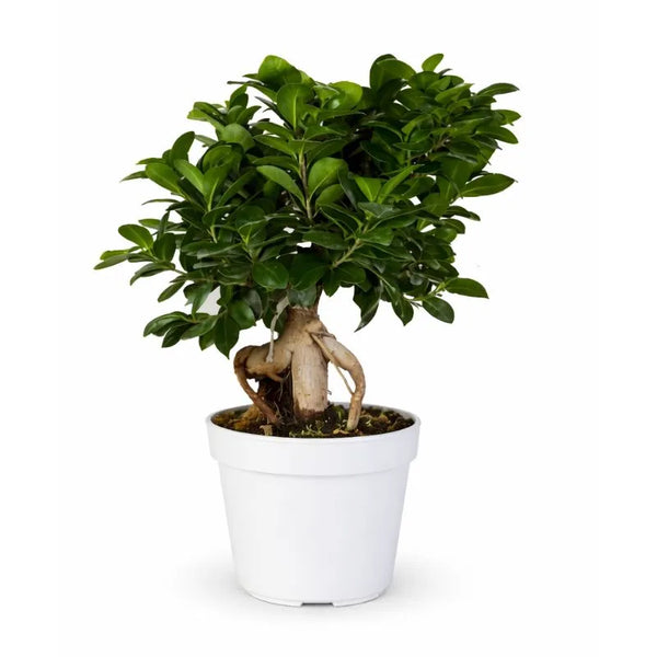 Bonsai ginseng vaso D.35 cm