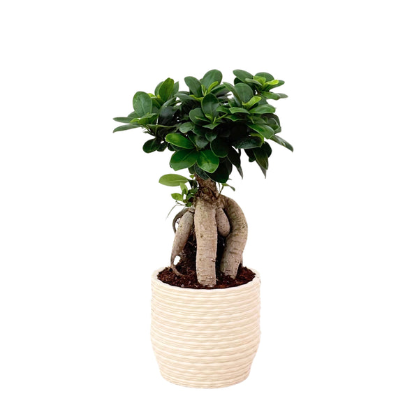 BONSAI IN ROMA D. 12