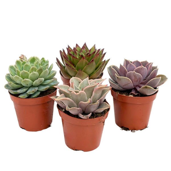 Mélange de plantes succulentes D. 8,5 cm