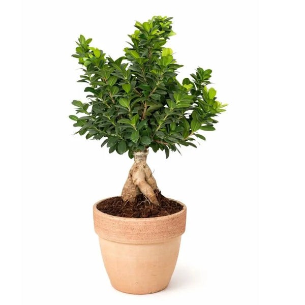 BONSAÏ F. GINSENG 1000 GR. EN TERRE CUITE PALLADIO D. 25