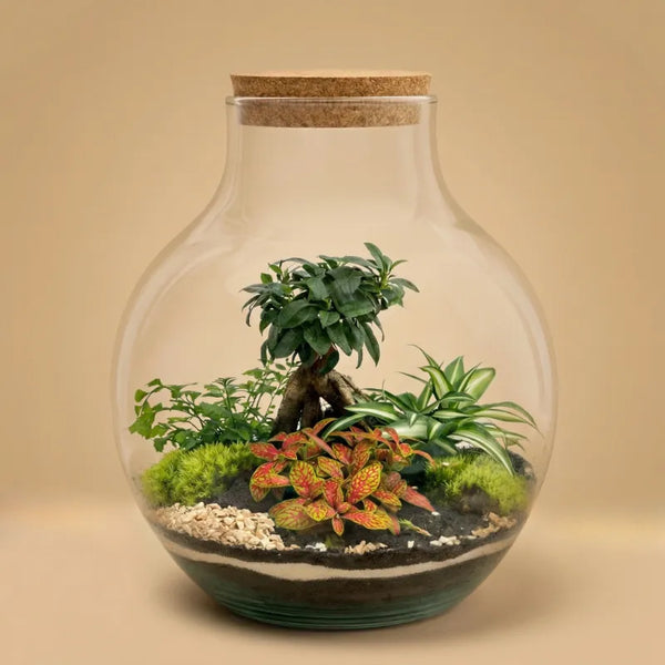 Terrarium Ariel XXL avec plantes vertes