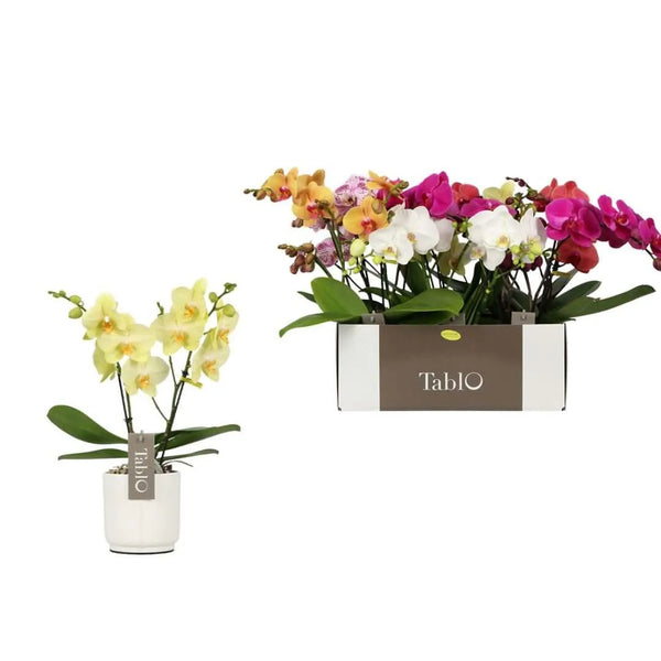 Mélange Phalaenopsis Tablo Mix en pot blanc Lazio