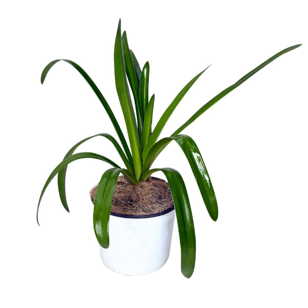 Agapanthe d'Afrique fleur blanche