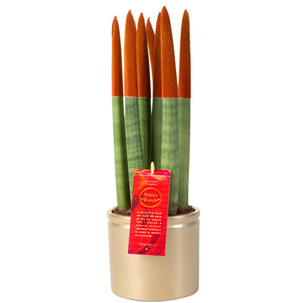 Sansevieria con punte arancioni vellutate in vaso dorato, pianta decorativa elegante da interno.
