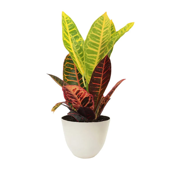 Codiaeum Petra D.13 cm