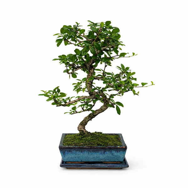Bonsai + Kit Cura — Bundle Risparmio 10%