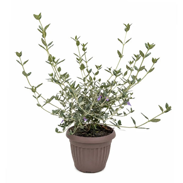 Teucrium Fruticans P.18 H.40 cm