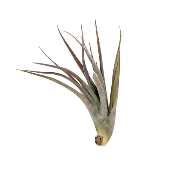 Tillandsie multiflora