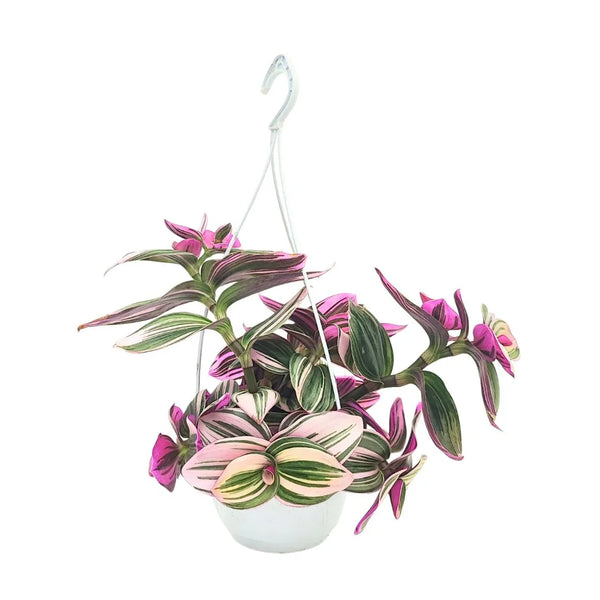 Tradescantia nanouk en pot panier de 14 cm
