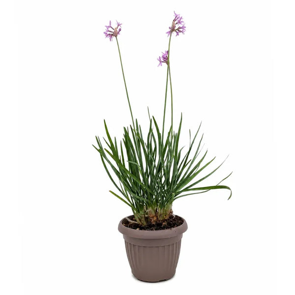 Tulbaghia Violacea D.18 H.40 cm