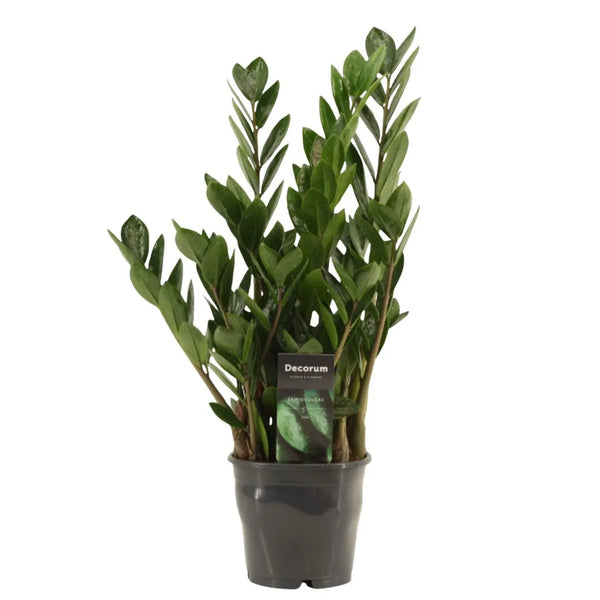 Zamioculcas zamiifolia D.12 Pot plastique