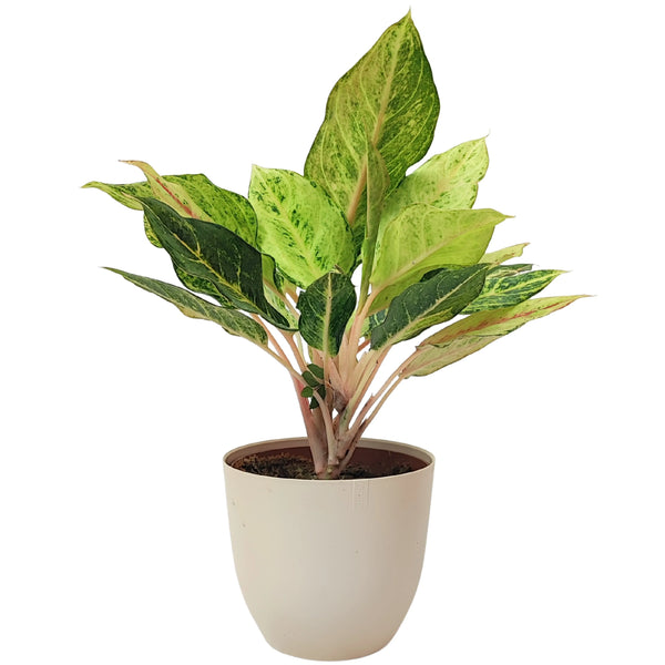 Aglaonema porte-bonheur