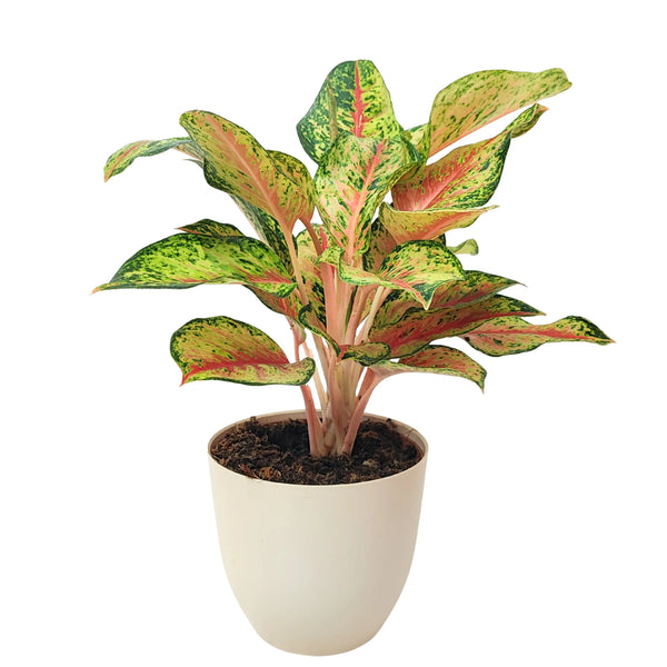 Laboratoire Maha d'Aglaonema
