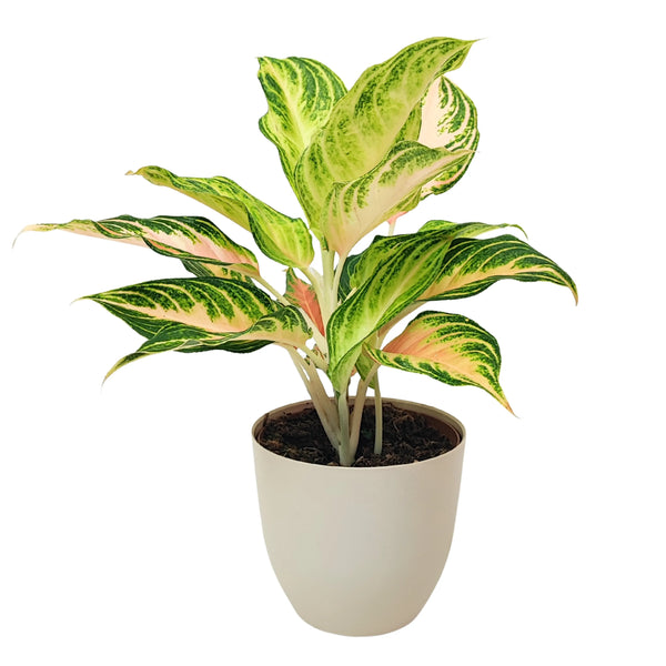 Aglaonema Pink Wave