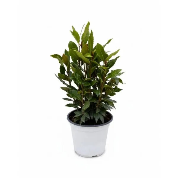 Laurus nobilis (alloro) D.14