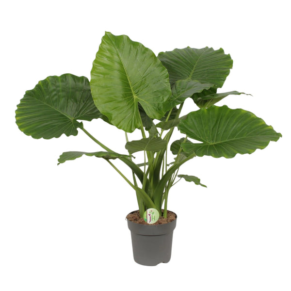 Alocasia gageana California D.21 cm