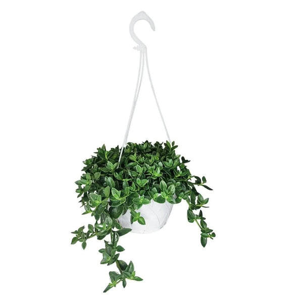 Vase panier Aptenia