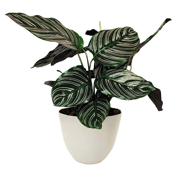 Plante Calathea Ornata hauteur 45 cm
