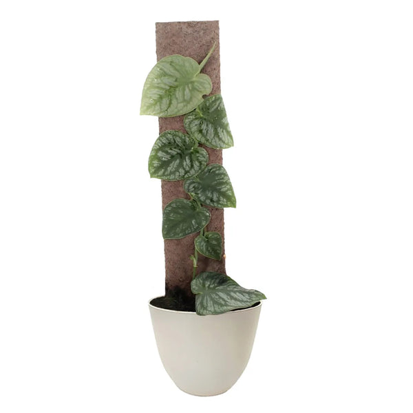 Monstera Dubia : une plante grimpante tropicale d'intérieur au charme exotique