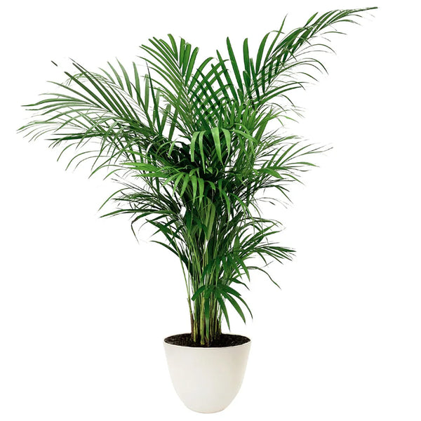 Areca Lutescens