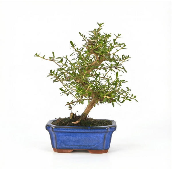 Bonsaï Coprosma 7 ans - Collection Premium