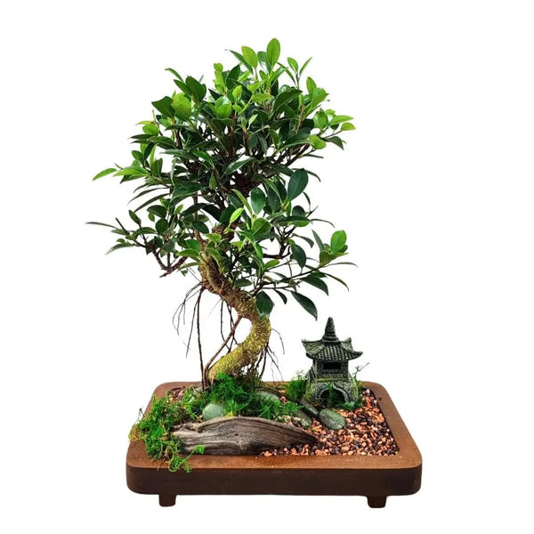 Bonsai Eden Socle en bois 29x18 hauteur totale 45 cm