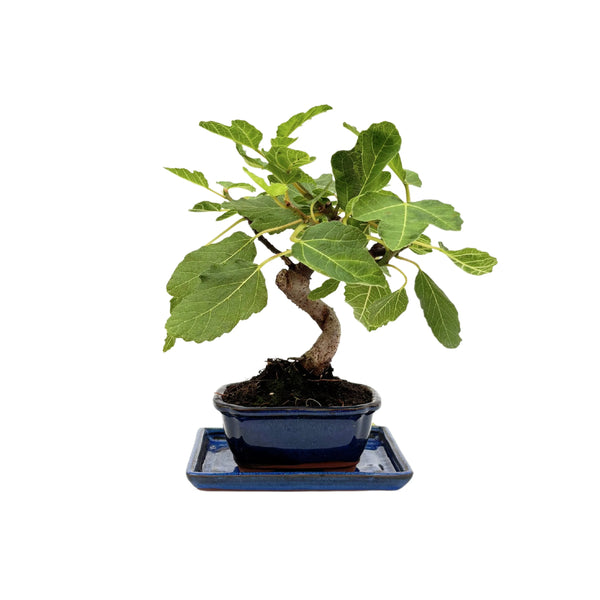 Bonsai Ficus Carica (Fig) 7 Years - Premium Collection