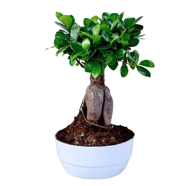 Bonsaï Ficus Ginseng Pot en céramique 'Novara' Hauteur de la plante 50 cm,