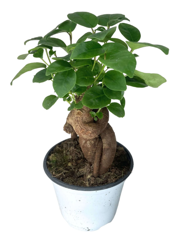 Bonsai Mini Ficus Ginseng Altezza Pianta D.10 cm