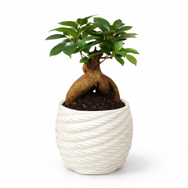 Bonsaï ficus ginseng en pot artisanal Carina D.10 en argile