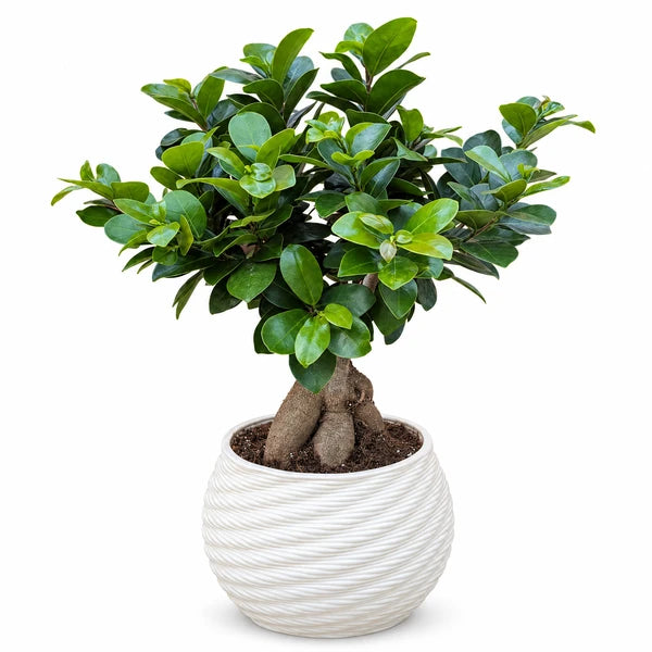 Bonsai Ficus Ginseng con chioma verde e radici esposte in vaso Carina in ceramica bianco crema su sfondo bianco.