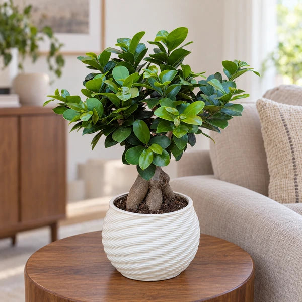 Bonsai Ficus Ginseng in vaso Carina in ceramica – Ø 18 cm