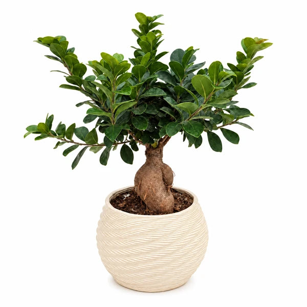 Bonsai Ficus Ginseng in vaso Carina in ceramica – Ø 22 cm, H. 45 cm