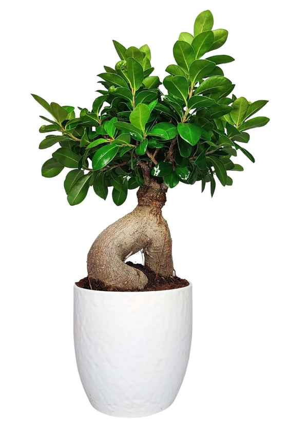 Bonsaï Ficus Ginseng en pot Boston, 50 cm de haut