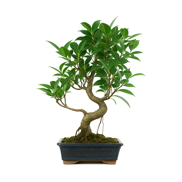 Bonsaï Ficus retusa 8 ans - Collection Premium