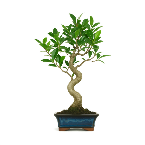 Bonsaï 6 ans Ficus retusa - Collection Premium
