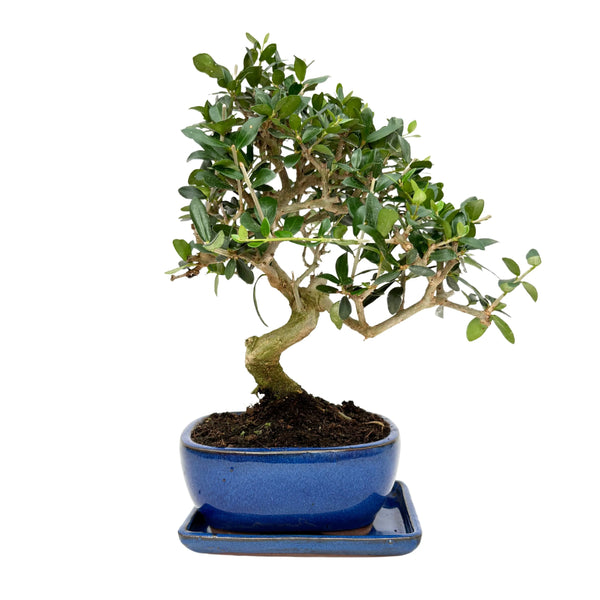 Bonsai Olea Europaea Sylvestris 8 Years Old - Premium Collection