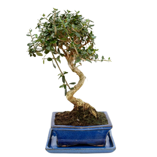 Bonsaï Olea Europaea Sylvestris 7 ans - Collection Premium