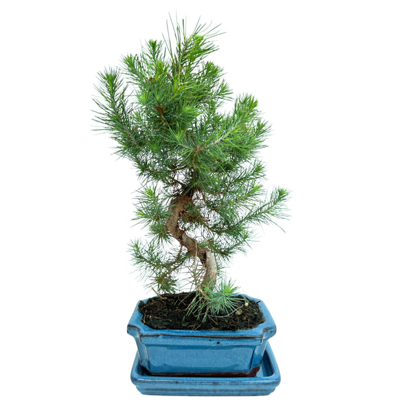 Bonsaï Pinus Halepensis 7 ans - Collection Premium