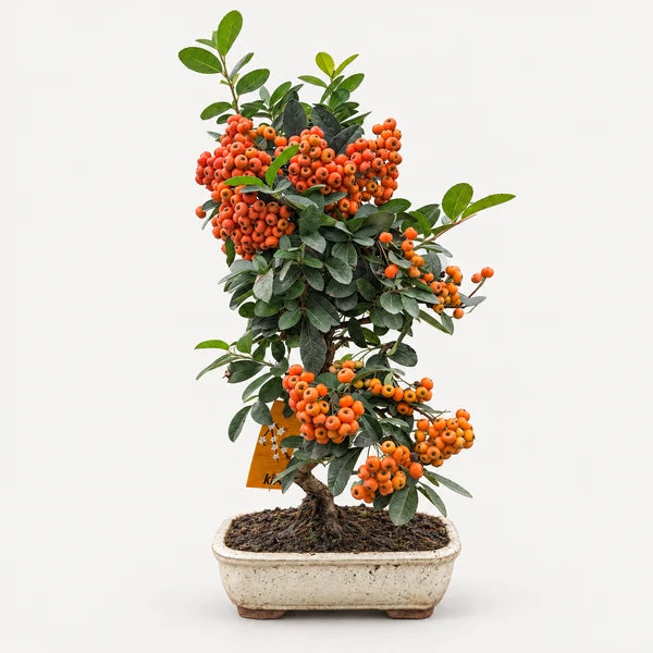 Bonsái Pyracantha Coccinea de 9 años - Colección Premium