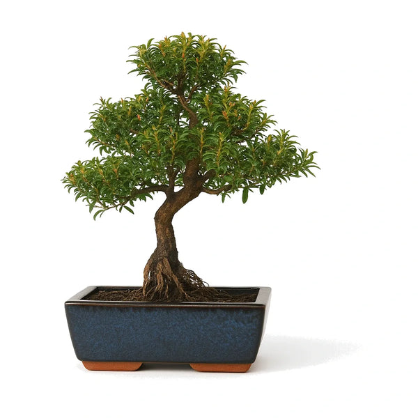 Bonsaï 10 ans Syzigium buxifolium - Collection Premium