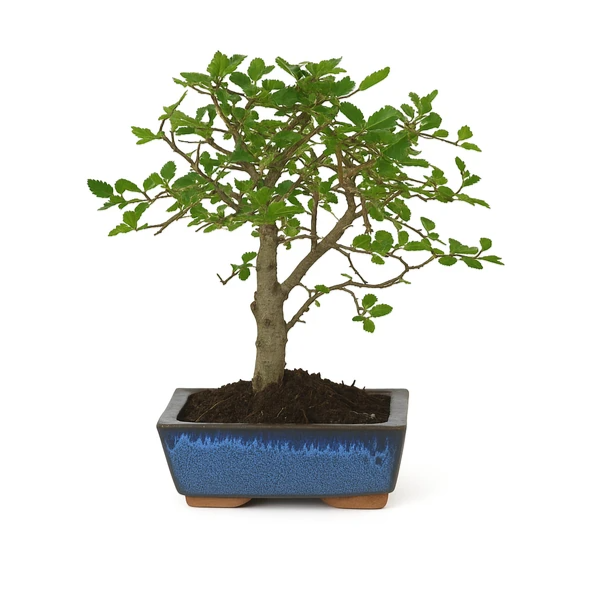 Bonsaï 5 ans Zelkova parvifolia - Collection Premium
