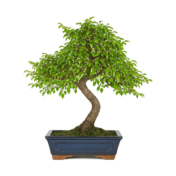 Bonsai Zelkova Parvifolia 10 Anni – Collezione Premium