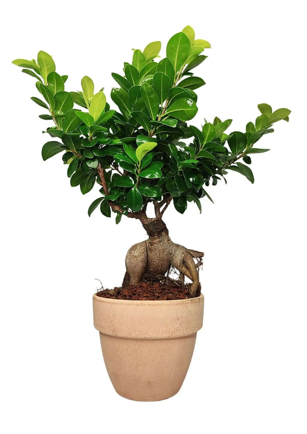 Bonsaï Ficus Ginseng en pot de terre cuite 'Palladio Arena' Hauteur de la plante 50 cm,
