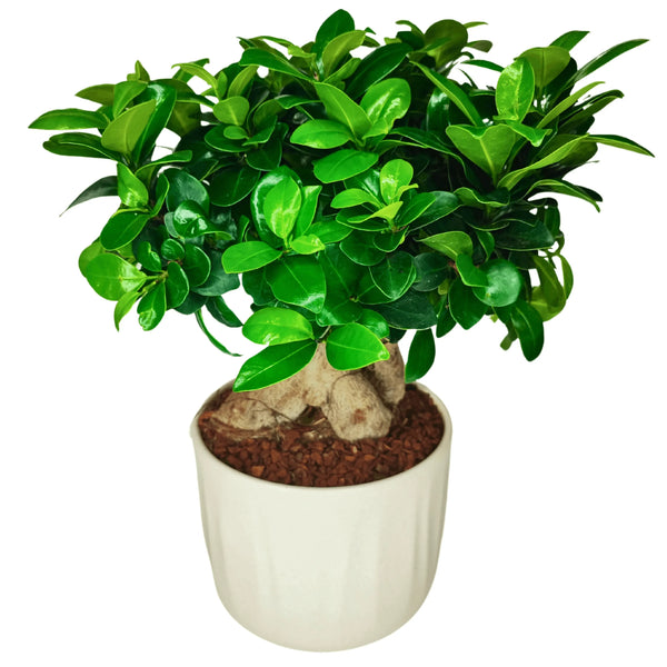 Bonsaï Ficus Ginseng - Hauteur de la plante : 50 cm, pot en céramique Bagua
