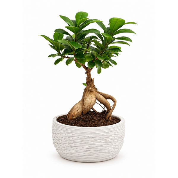 Bonsaï Ficus Ginseng dans Samoi D. 15 - H. 30 cm